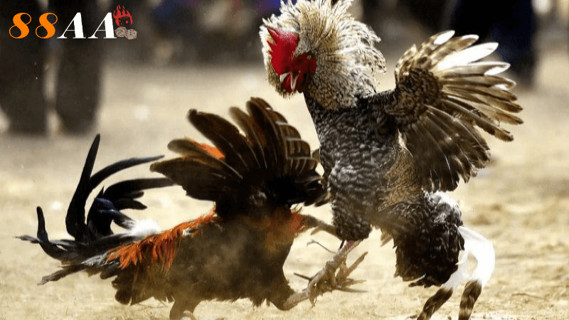 trực tiếp gà đá thomo